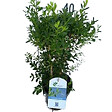 ARBORIX - Betterbuxus 'Skylight' – 25-30 cm - vignette