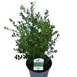 ARBORIX - Betterbuxus 'Renaissance' – 25-30 cm - vignette