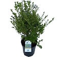 ARBORIX - Betterbuxus 'babylon beauty' – 30-40 cm - vignette