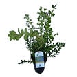 ARBORIX - Betterbuxus 'babylon beauty' – 20-25 cm - vignette
