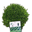 ARBORIX - Betterbuxus 'Renaissance' boule – 30+ cm - vignette