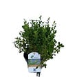 ARBORIX - Betterbuxus 'Heritage' – 20-25 cm - vignette