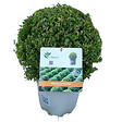 ARBORIX - Betterbuxus 'Heritage' boule – 30+ cm - vignette