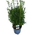 ARBORIX - Betterbuxus 'Heritage' – 30-40 cm - vignette