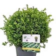 ARBORIX - Betterbuxus 'babylon beauty' boule – 30+ cm - vignette