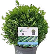 ARBORIX - Betterbuxus 'Skylight' boule – 30+ cm - vignette