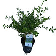 ARBORIX - Betterbuxus 'Renaissance' – 15-20 cm - vignette
