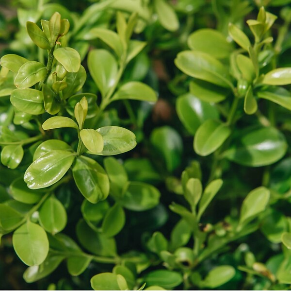 ARBORIX - Betterbuxus 'Renaissance' – 15-20 cm - large
