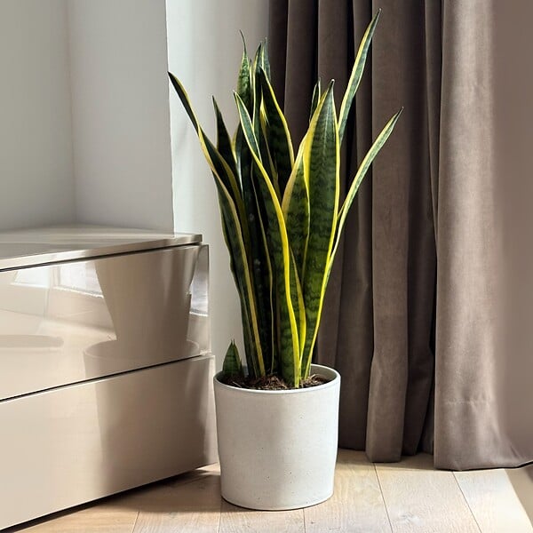 PLANT IN A BOX - Langue de belle-mère - Sansevieria trifasciata Laurentii - H65-75cm - ⌀21cm - large
