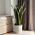 PLANT IN A BOX - Langue de belle-mère - Sansevieria trifasciata Laurentii - H65-75cm - ⌀21cm - vignette