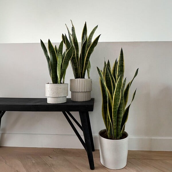PLANT IN A BOX - Langue de belle-mère - Sansevieria trifasciata Laurentii - H65-75cm - ⌀21cm - large