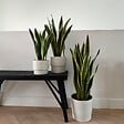 PLANT IN A BOX - Langue de belle-mère - Sansevieria trifasciata Laurentii - H65-75cm - ⌀21cm - vignette