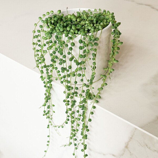 PLANT IN A BOX - Plante collier de perles - Senecio rowleyanus - Hauteur 10-20cm - ⌀12cm - large