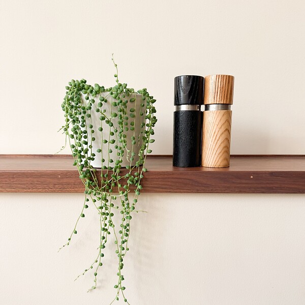 PLANT IN A BOX - Plante collier de perles - Senecio rowleyanus - Hauteur 10-20cm - ⌀12cm - large