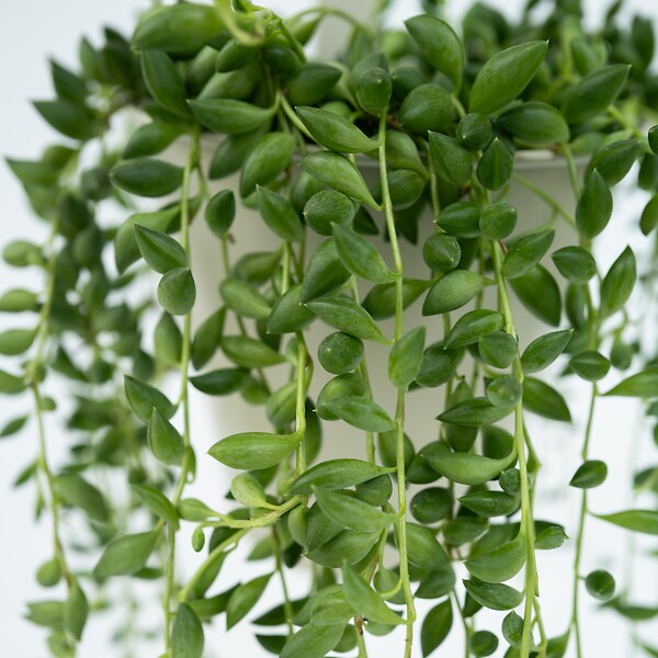 PLANT IN A BOX - Plante collier de perles - Senecio rowleyanus - Hauteur 10-20cm - ⌀12cm - large