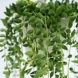 PLANT IN A BOX - Plante collier de perles - Senecio rowleyanus - Hauteur 10-20cm - ⌀12cm - vignette