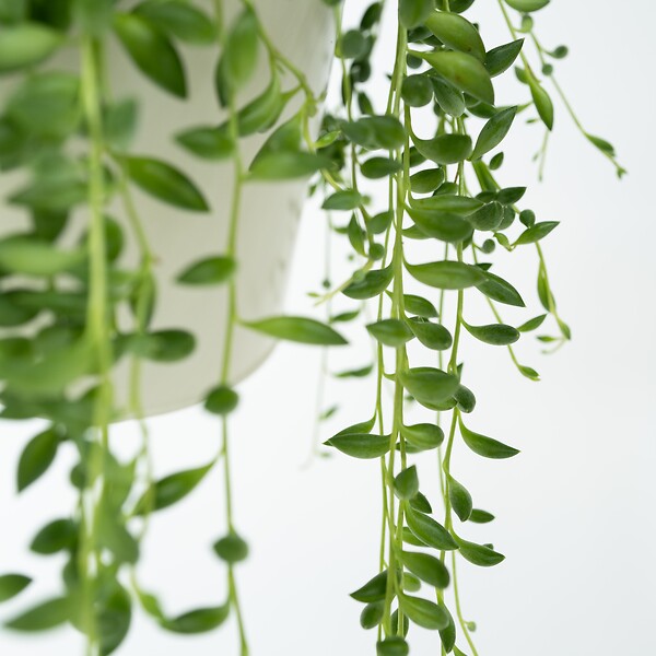 PLANT IN A BOX - Plante collier de perles - Senecio rowleyanus - Hauteur 10-20cm - ⌀12cm - large