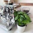 PLANT IN A BOX - Caféier - Set de 2 - Coffea arabica - Hauteur 25-40cm - ⌀12cm - vignette