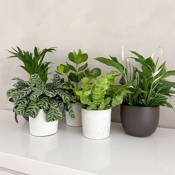 PLANT IN A BOX - Mélange de plantes purificatrices d'air - Set de 5 - Hauteur 25-40cm - ⌀12cm - large