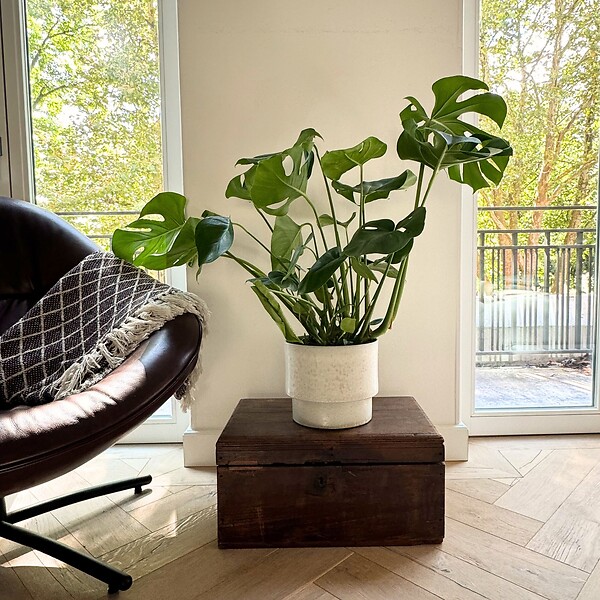 PLANT IN A BOX - Plante à trous - Monstera deliciosa - Hauteur 70-80cm - ⌀21cm - large
