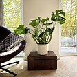 PLANT IN A BOX - Plante à trous - Monstera deliciosa - Hauteur 70-80cm - ⌀21cm - vignette