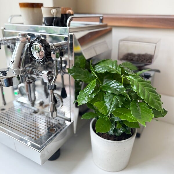 PLANT IN A BOX - Caféier - Set de 4 - Coffea arabica - Hauteur 25-40cm - ⌀12cm - large