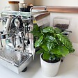 PLANT IN A BOX - Caféier - Set de 4 - Coffea arabica - Hauteur 25-40cm - ⌀12cm - vignette