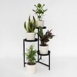 PLANT IN A BOX - Mélange de plantes faciles d'entretien - Set de 4 - Hauteur 25-40cm - ⌀12cm - vignette