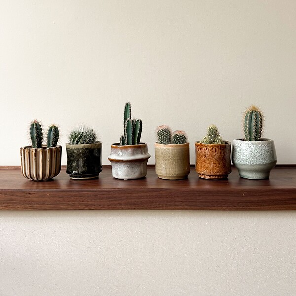 PLANT IN A BOX - Mélange de mini cactus - Set de 6 - Cactus - Hauteur 5-10cm - ⌀5,5cm - large