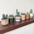 PLANT IN A BOX - Mélange de mini cactus - Set de 6 - Cactus - Hauteur 5-10cm - ⌀5,5cm - vignette