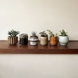 PLANT IN A BOX - Mélange de petites succulentes - Set de 6 - Succulent Mix - H5-10cm - ⌀5,5cm - vignette