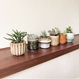 PLANT IN A BOX - Mélange de petites succulentes - Set de 6 - Succulent Mix - H5-10cm - ⌀5,5cm - vignette