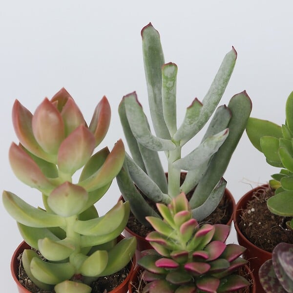 PLANT IN A BOX - Mélange de petites succulentes - Set de 6 - Succulent Mix - H5-10cm - ⌀5,5cm - large