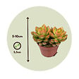 PLANT IN A BOX - Mélange de petites succulentes - Set de 6 - Succulent Mix - H5-10cm - ⌀5,5cm - vignette