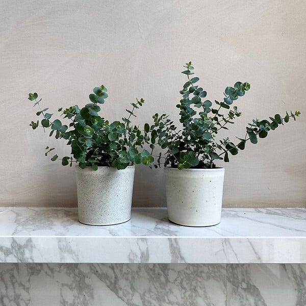 PLANT IN A BOX - Gommier - Set de 4 - Eucalyptus 'Pulverulenta' - Hauteur 25-40cm - ⌀12cm - large