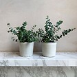 PLANT IN A BOX - Gommier - Set de 4 - Eucalyptus 'Pulverulenta' - Hauteur 25-40cm - ⌀12cm - vignette