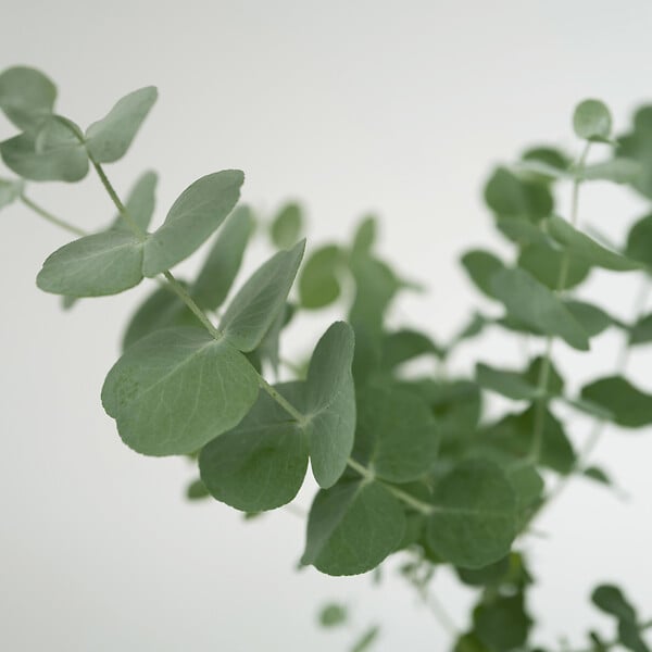 PLANT IN A BOX - Gommier - Set de 4 - Eucalyptus 'Pulverulenta' - Hauteur 25-40cm - ⌀12cm - large