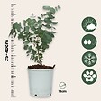 PLANT IN A BOX - Gommier - Set de 4 - Eucalyptus 'Pulverulenta' - Hauteur 25-40cm - ⌀12cm - vignette