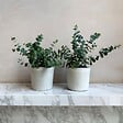 PLANT IN A BOX - Gommier - Set de 2 - Eucalyptus 'Pulverulenta' - Hauteur 25-40cm - ⌀13cm - vignette