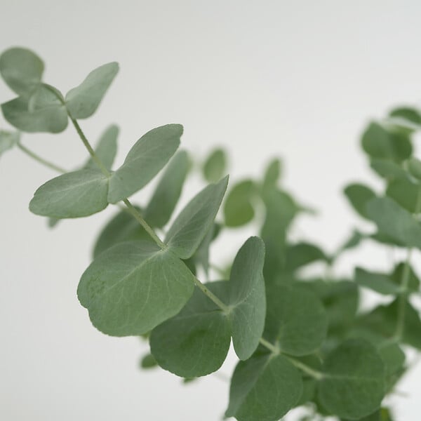 PLANT IN A BOX - Gommier - Set de 2 - Eucalyptus 'Pulverulenta' - Hauteur 25-40cm - ⌀13cm - large