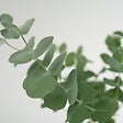 PLANT IN A BOX - Gommier - Set de 2 - Eucalyptus 'Pulverulenta' - Hauteur 25-40cm - ⌀13cm - vignette