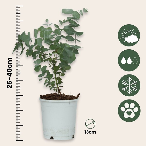 PLANT IN A BOX - Gommier - Set de 2 - Eucalyptus 'Pulverulenta' - Hauteur 25-40cm - ⌀13cm - large