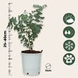 PLANT IN A BOX - Gommier - Set de 2 - Eucalyptus 'Pulverulenta' - Hauteur 25-40cm - ⌀13cm - vignette