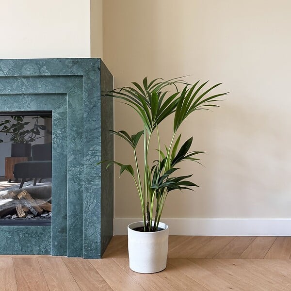 PLANT IN A BOX - Palmier Kentia - Howea forsteriana - Hauteur 90-100cm - ⌀18cm - large