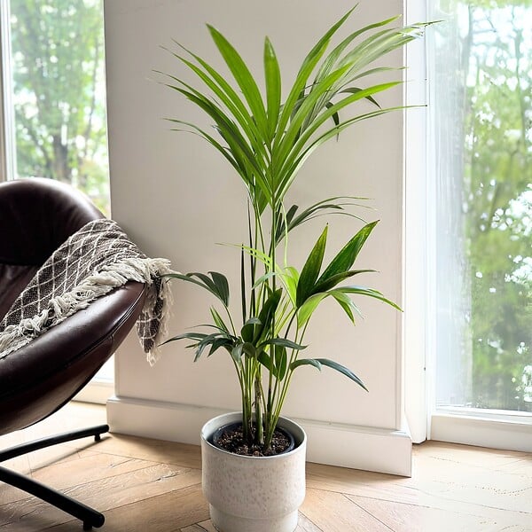 PLANT IN A BOX - Palmier Kentia - Howea forsteriana - Hauteur 90-100cm - ⌀18cm - large