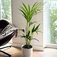PLANT IN A BOX - Palmier Kentia - Howea forsteriana - Hauteur 90-100cm - ⌀18cm - vignette