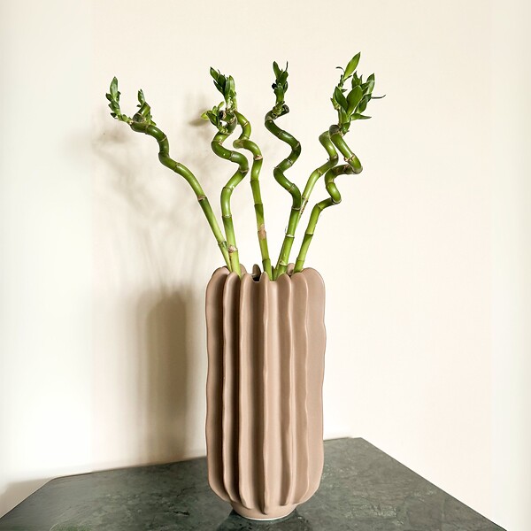 PLANT IN A BOX - Lucky Bamboo - Set de 12 - Dracaena sanderiana - Hauteur 40-50cm - ⌀2cm - large