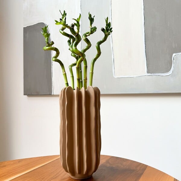 PLANT IN A BOX - Lucky Bamboo - Set de 6 - Dracaena sanderiana - Hauteur 40-50cm - ⌀2cm - large