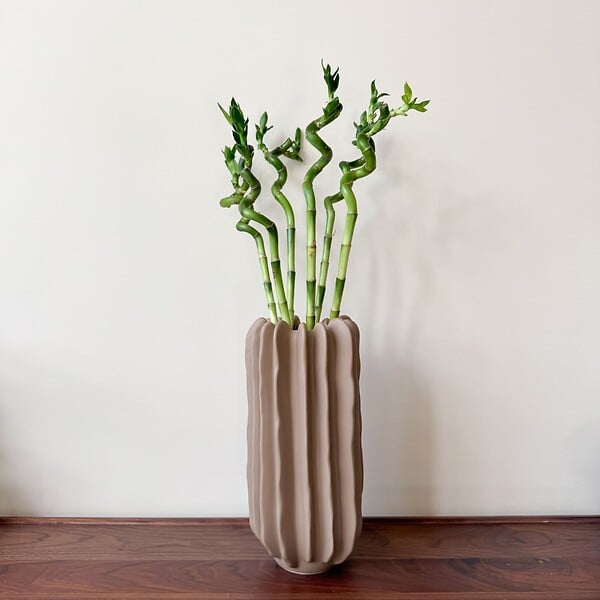 PLANT IN A BOX - Lucky Bamboo - Set de 6 - Dracaena sanderiana - Hauteur 40-50cm - ⌀2cm - large