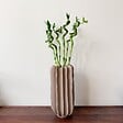 PLANT IN A BOX - Lucky Bamboo - Set de 6 - Dracaena sanderiana - Hauteur 40-50cm - ⌀2cm - vignette